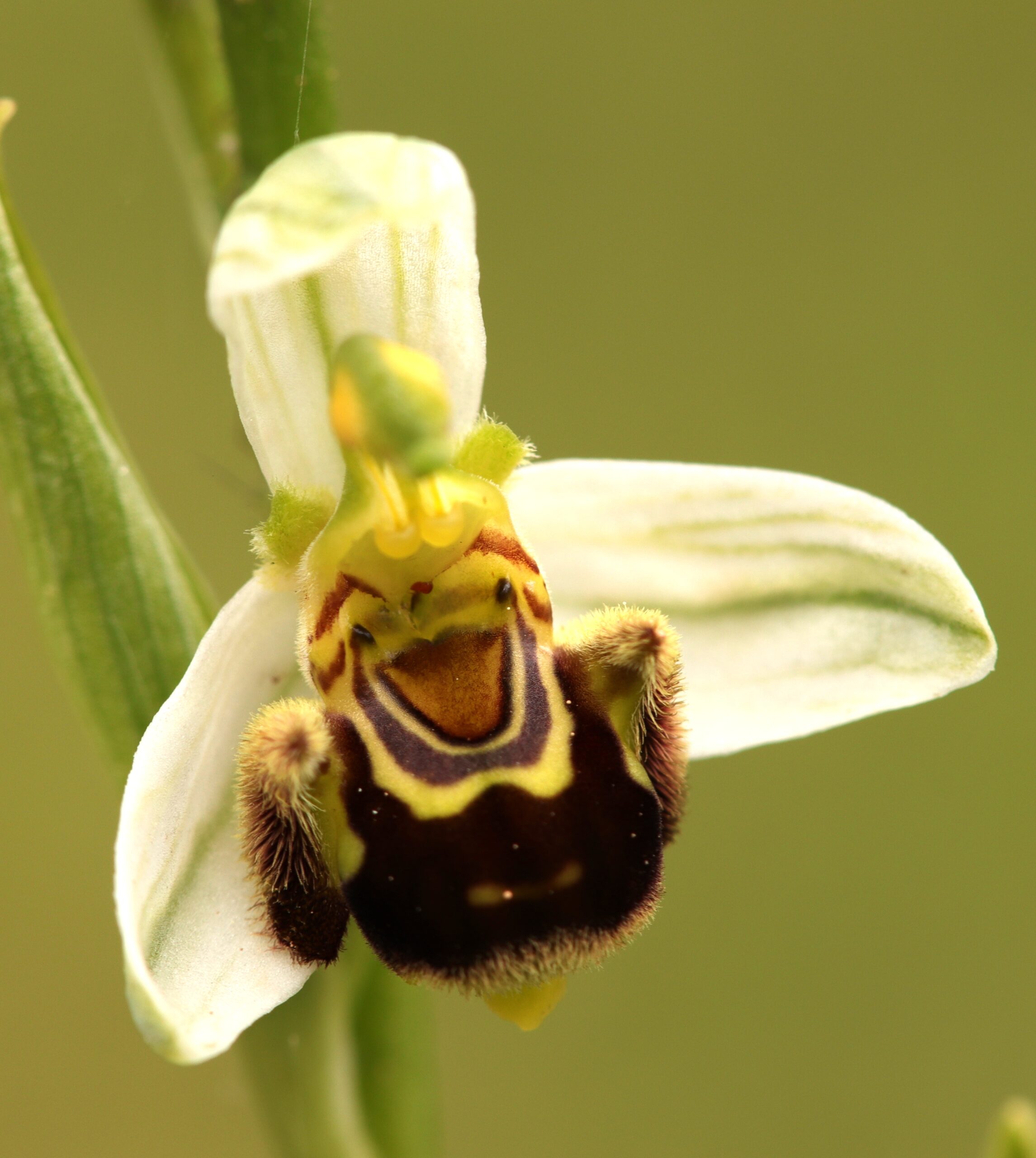 ophrys