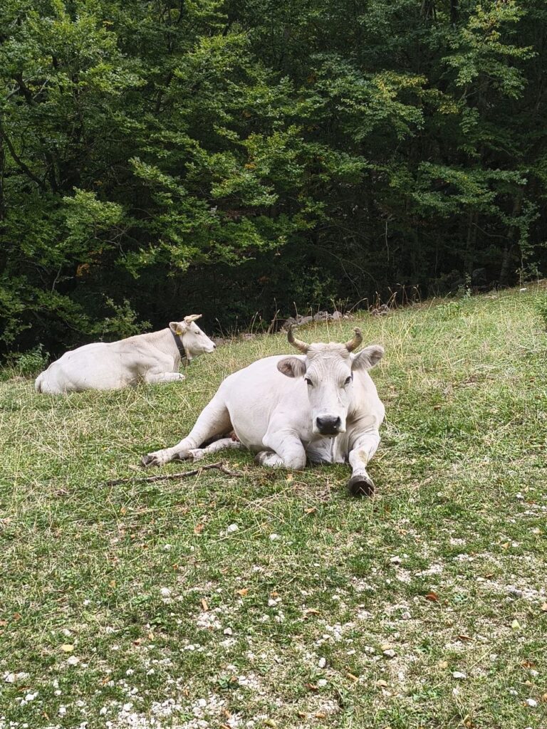 Uscita SAJE sul Monte Miletto, Parco Nazionale del Matese (foto 2)